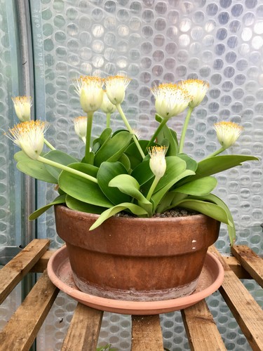 Haemanthus albiflos - , /