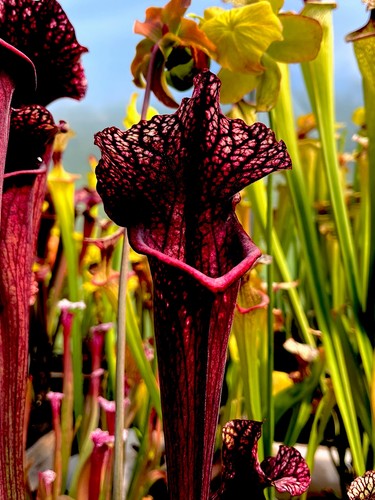 Sarracenia leucophylla - sarracenia, x
