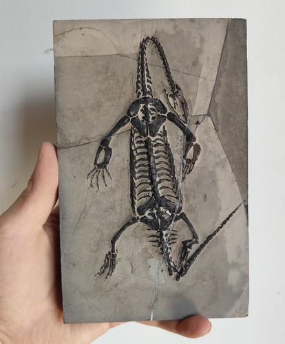 Keichousaurus skeleton fossil - keichousaurus,