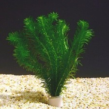 Bunch 12 stems x Elodea Densa