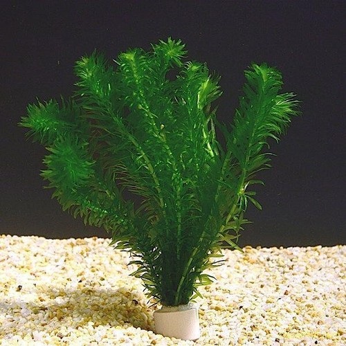 Bunch stems elodea - 12, x