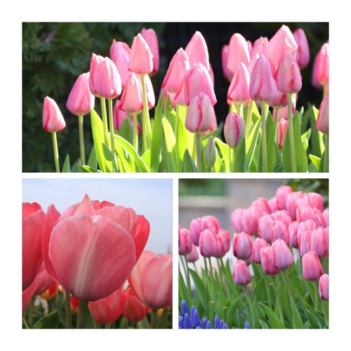 Van eijk darwin tulip flower - van,