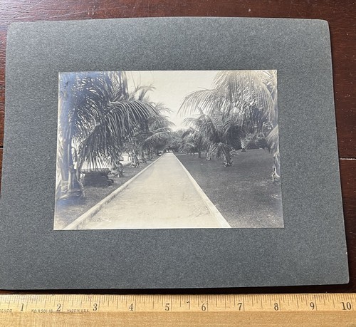 Photo board bike path palm - photo,