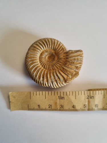 Ammonite fossil good quality - ammonite,