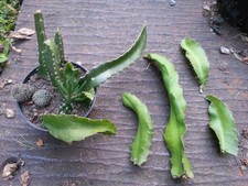 CACTUS COLLECTION DRAGON FRUIT