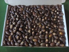 100  GIANT  ORGANIC ACORNS