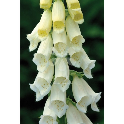 White foxglove digitalis - -,