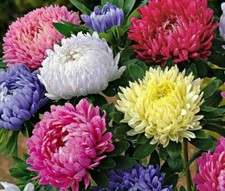 ASTER CHINA - PEONY MIX 750 SEEDS