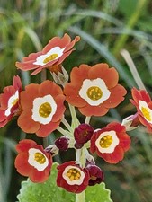Primula auricula 'Seedling