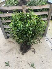 15 Portuguese Laurel Hedging 1-2ft Bushy Bareroot Evergreen Prunus Lustitanica