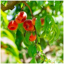 Saturne Peach Tree 4-5ft, Self-fertile, Doughnut, Chinese Peach, Summer Cropping