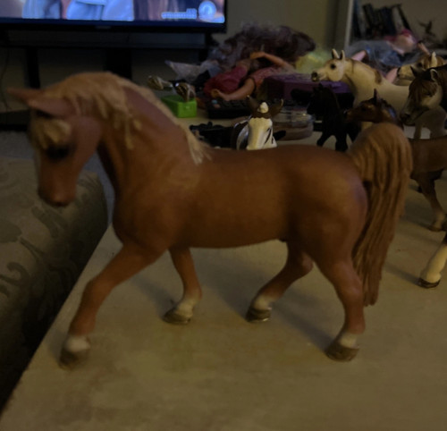 2007 retired tennesse walker - tennesse,