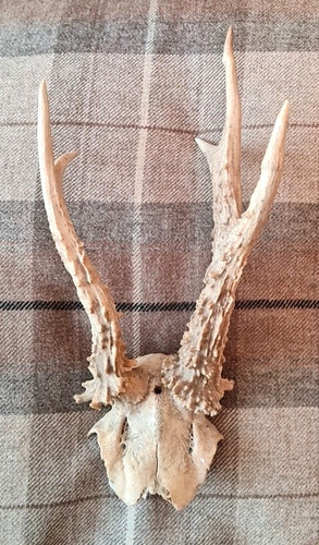 Pair set exmoor roe - pair,