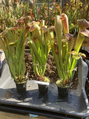 Sarracenia harperi h20 - ,