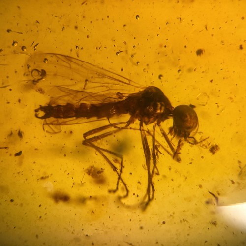 Unknown fly burmese - burmese, /