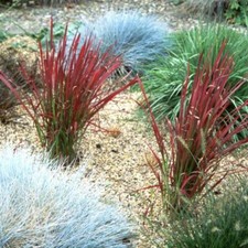 Imperata cylindrica 'Rubra' -