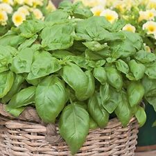 5x Sweet Basil Ocimum basilicum Plug Plants Herb - End of May'25