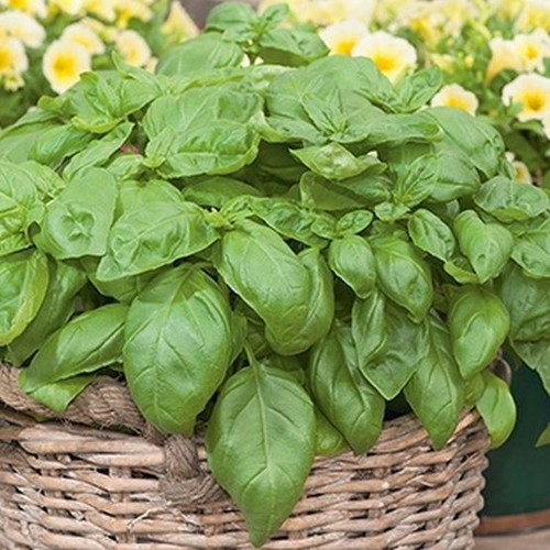 Sweet basil ocimum - basil,