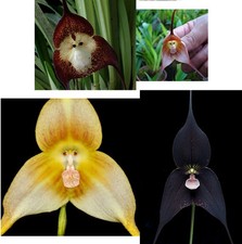 Mixture of Rare Dracula Simia, Gigas etc Orchid Monkey Seeds.Beautiful Flowers 