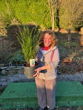 1 x yew tree (taxus baccata)
