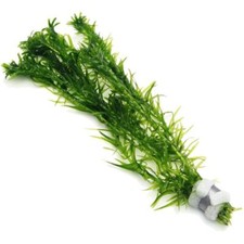 Elodea Densa Bunches - Oxygenating Pond Water Aquarium Live Plants Egeria K2AQUA