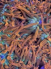 CORAL COMBO PACK Rainbow