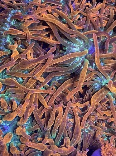 Coral combo pack - combo,