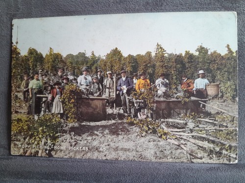 Hop pickers the fields - hop,