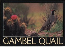 Vintage Postcard - Gambel Quail - Helmet Quail