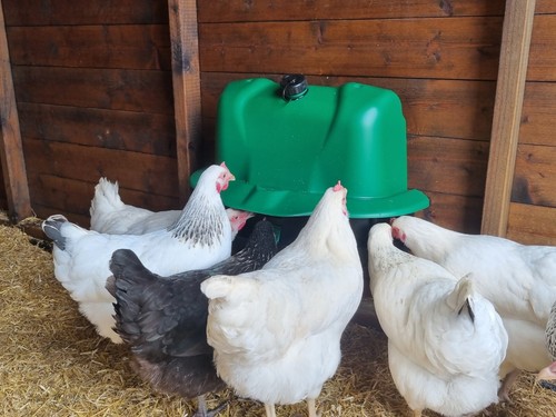 Plastic poultry drinker 12l - poultry,