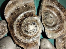Authentic whitby fossil - authentic,