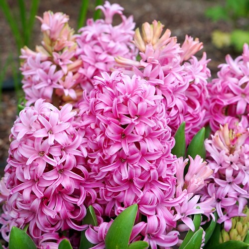 Hyacinth pink pearl spring - hyacinth,