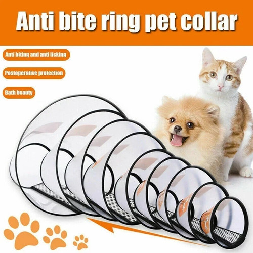 Pet dog cat - pet,