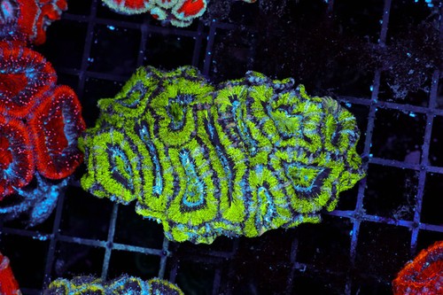 Green acan coral colony - coral,