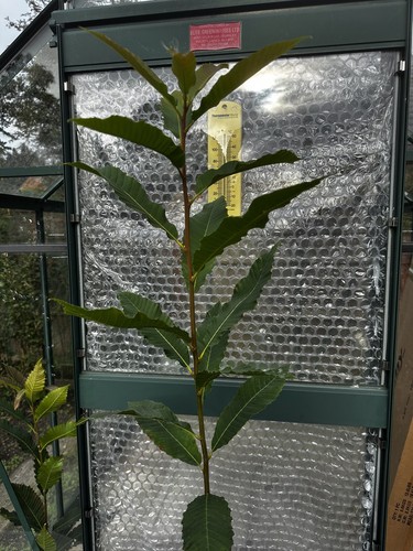 Sweet chestnut tree castanea - sweet,