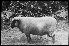ANTIQUE Magic Lantern Slide HAMPSHIRE DOWNS RAM C1910 PHOTO SHEEP FARMING 