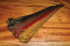 Ringneck Pheasant Tail Clump -