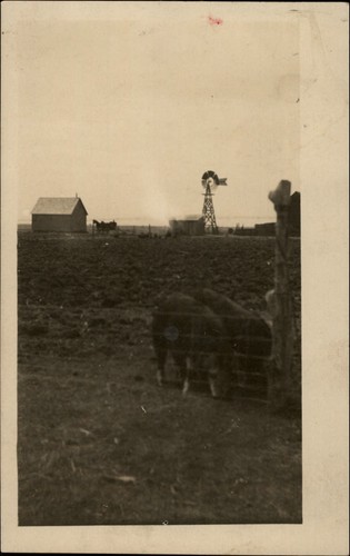 Rppc hogs calves prairie - rppc, hogs?