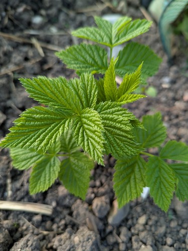 Red raspberry plants - red, plants/