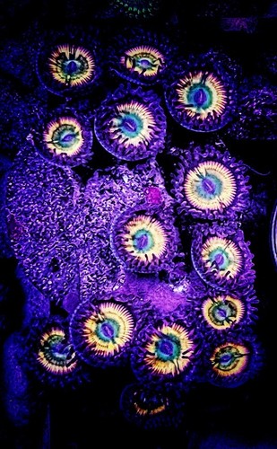 Wysiwyg large rasta zoa colony - wysiwyg,