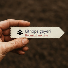 Lithops geyeri SEEDS - - SEEDS