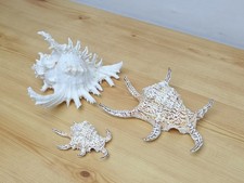 Genuine Murex Ramosus & Spider Conch Spikey Sea Shell Bundle - Nautical Beach