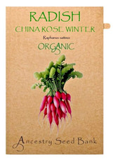 Organic RADISH ? CHINA ROSE WINTER ❁ 70 Seeds HEIRLOOM ? Non GMO