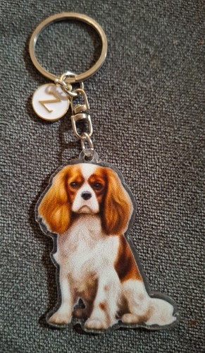 Cavalier king charles spaniel - cavalier,