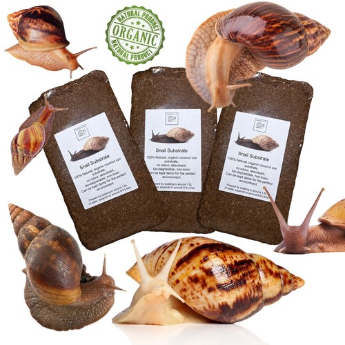 Giant african land snail - giant,