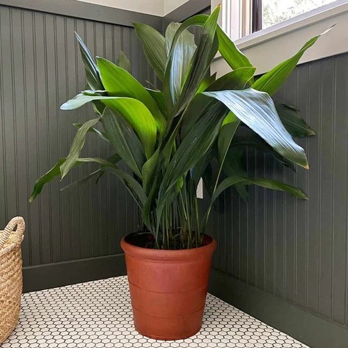 Aspidistra elatior 19 cm - aspidistra, in