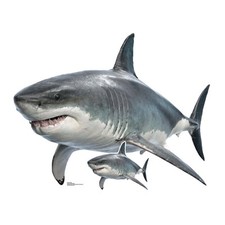 Great White Shark Cardboard