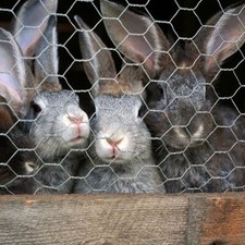 Galvanised Chicken Wire Mesh