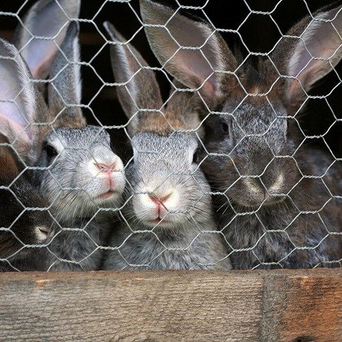 Galvanised chicken wire - chicken, mesh