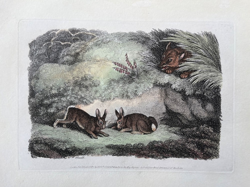1810 antique print fox - 1810,